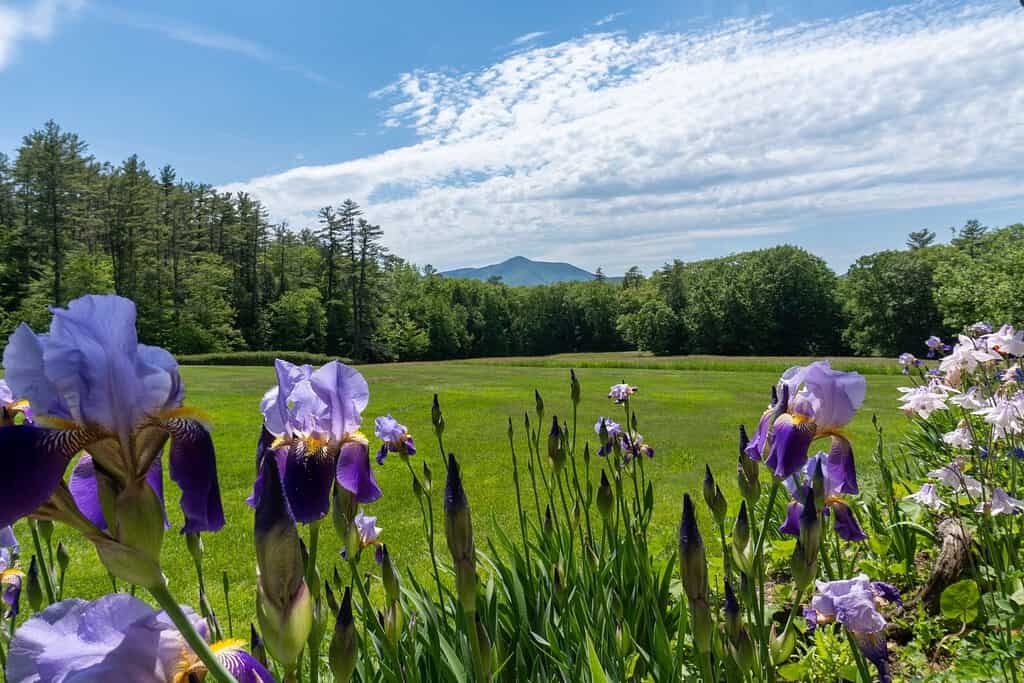 Vista del Monte Ascutney e della valle del fiume Connecticut.  Iris viola e fiori di Colombina in primo piano.  Vista dal sito storico nazionale di Saint-Gaudens.