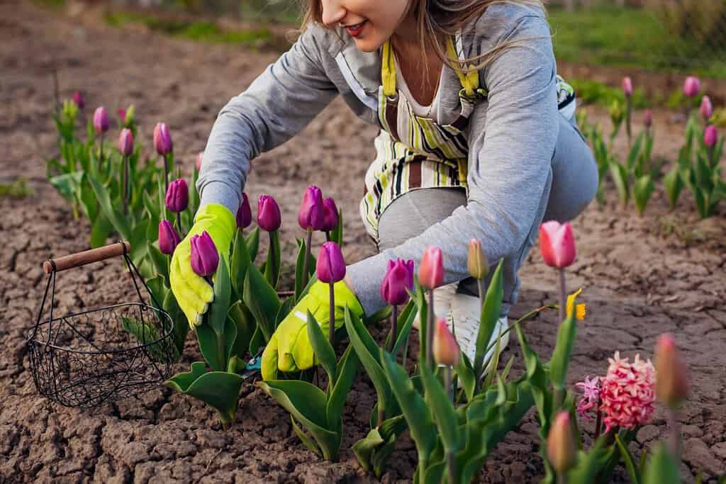 Giardiniere che raccoglie tulipani viola nel giardino primaverile.  La donna taglia i fiori con le cesoie che li raccolgono nel cestino.  Primo piano della varietà con bandiera viola