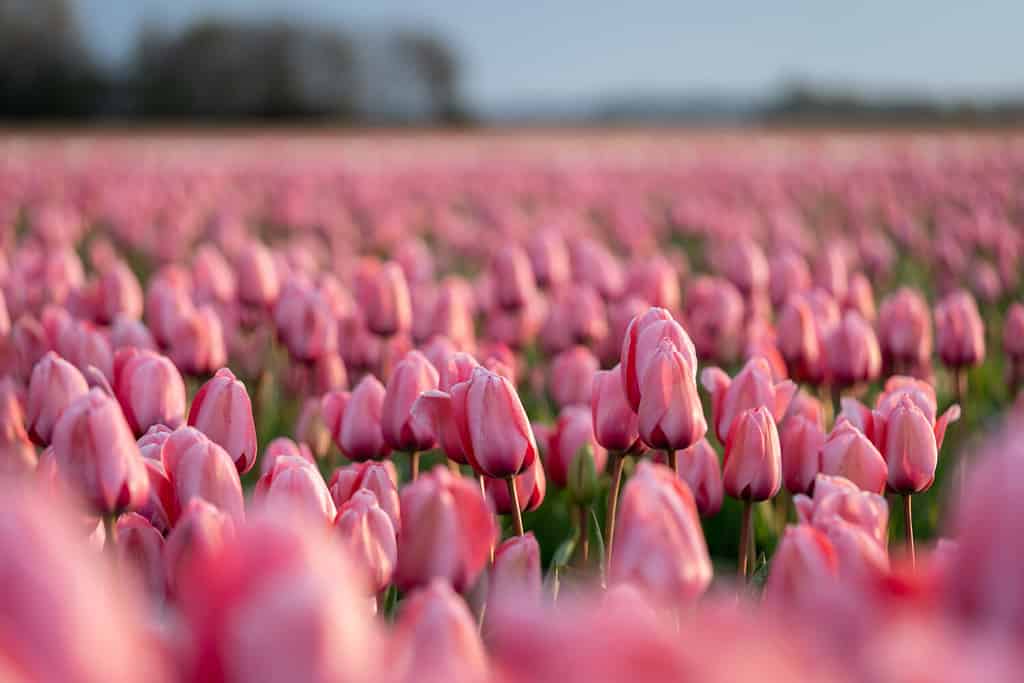 Primo piano di un bellissimo fiore di tulipano rosa in un campo di fiori nei Paesi Bassi, tempo primaverile, verticale