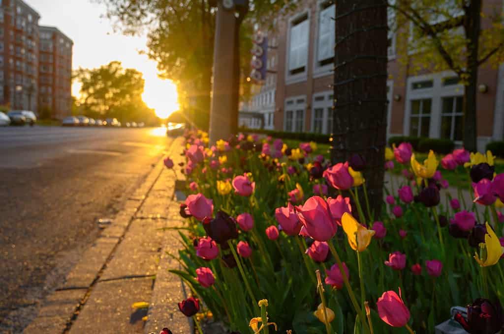 Tulipani nel quartiere Central West End di St Louis