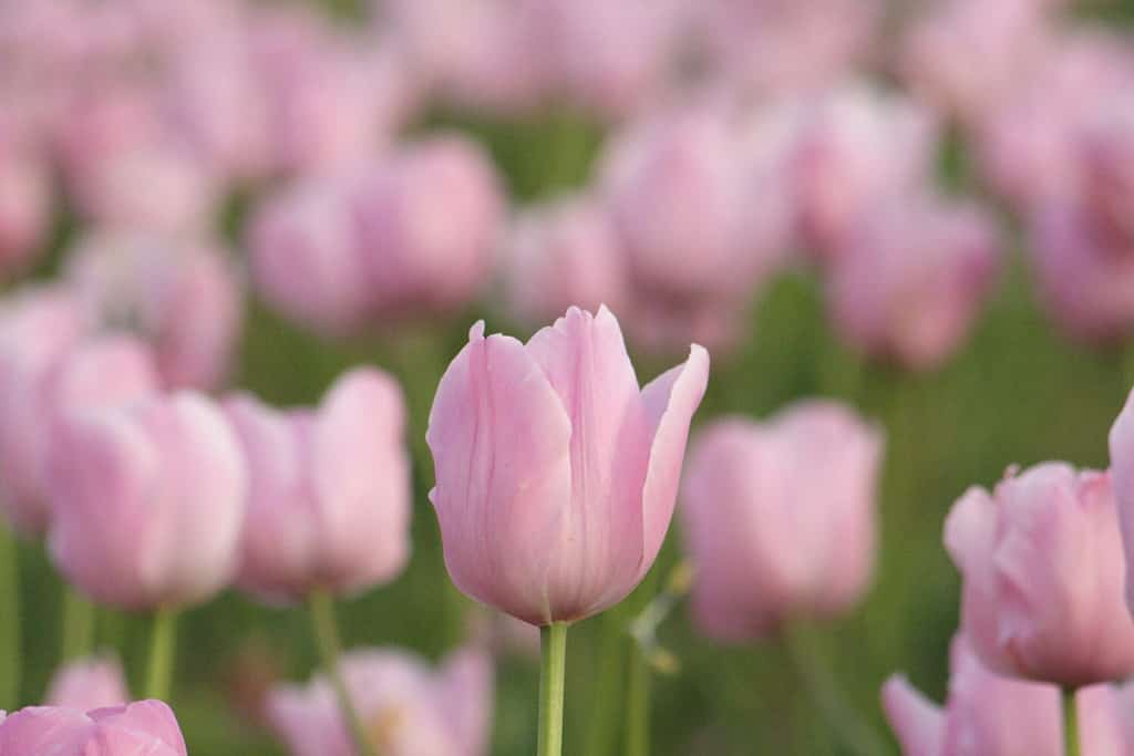 In 23 aprile 2009 Osaka, Giappone / Nome del fiore, Diamante rosa / Tulipano, Single Late Group