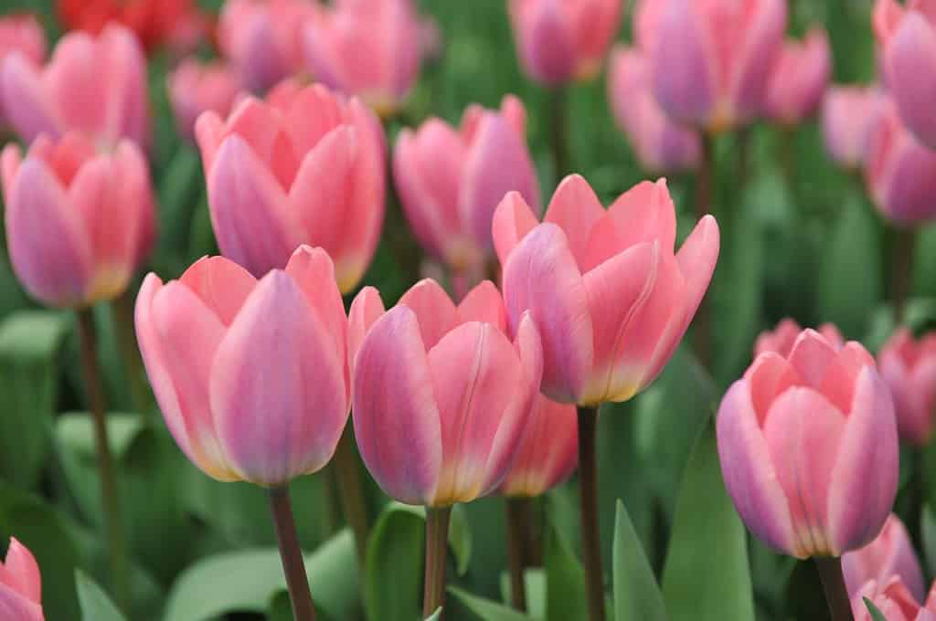 Tulipani ibridi Darwin rosa (Tulipa) Leggeri e sognanti fioriscono in un giardino in aprile