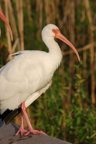 Ibis bianco adulto (Eudocimus albus) trovato nel Parco nazionale delle Everglades in Florida