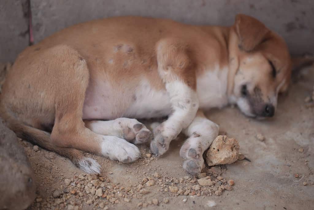 Fotografia di animali da vicino: foto orizzontale di un cucciolo di cane marrone e bianco con cicatrici di vermi sulla pancia, che dorme all'aperto in una soleggiata giornata estiva in Gambia, Africa