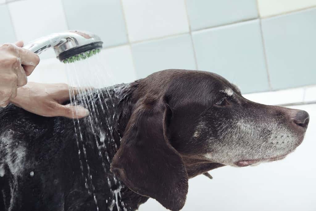 Mani umane che tengono la doccia e il cane che lava.  L'acqua copre il volto dell'animale.  Colori naturali