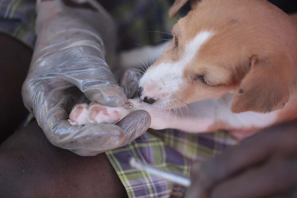 Sambouya, Gambia, Africa, 15 maggio 2019: fotografia ravvicinata di un cucciolo di cane con le mani di un maschio nero in una luce di lattice, con in mano delle pinzette che spingono fuori un verme dalla zampa di un cane, all'aperto in una giornata di sole