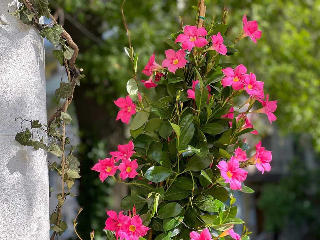 Mandevilla dipladenia pianta fiori rosa sbocciano pianta rampicante ornamentale.