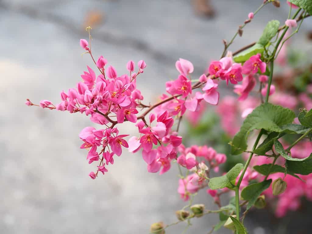 Vite di corallo, pianta rampicante messicana, catena d'amore, vite rosa, pianta rampicante di Honolulu in giardino.