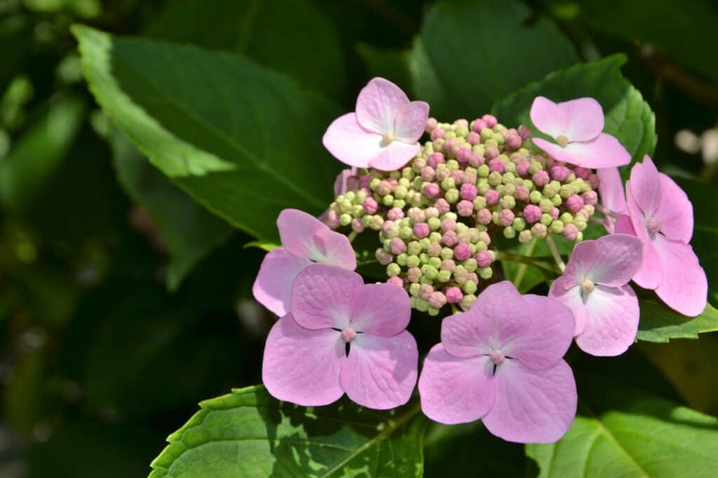 Fiori di Hydrangea serrata 'Blue Bird' (nomi comuni: ortensia di montagna e tè del paradiso) nel giardino.  Primo piano dei fiori rosa