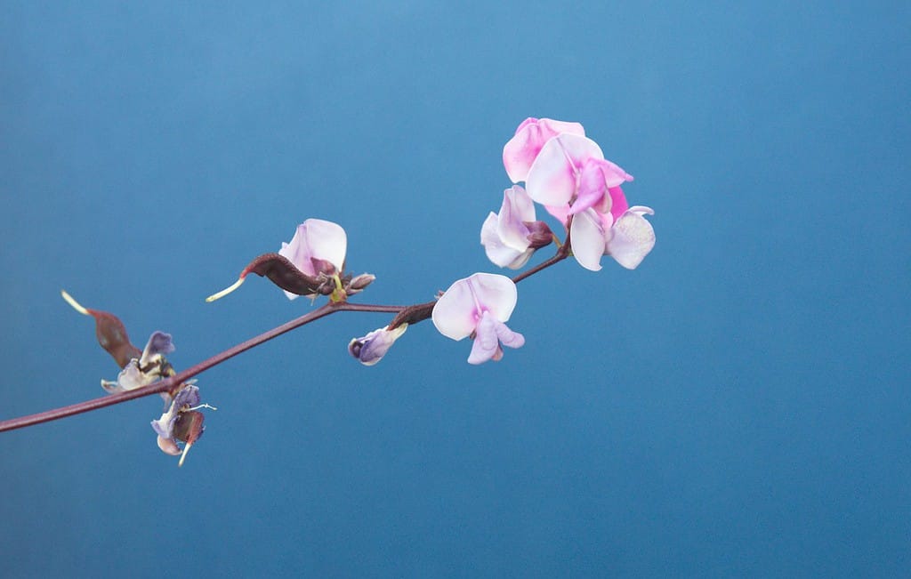 Lablab purpureus in fiore, specie di fagiolo della famiglia delle Fabaceae, fagiolo giacinto, pisello bonavista, dolichos, seim, fagiolo egiziano, fagiolo indiano, bataw, pisello australiano, su sfondo blu