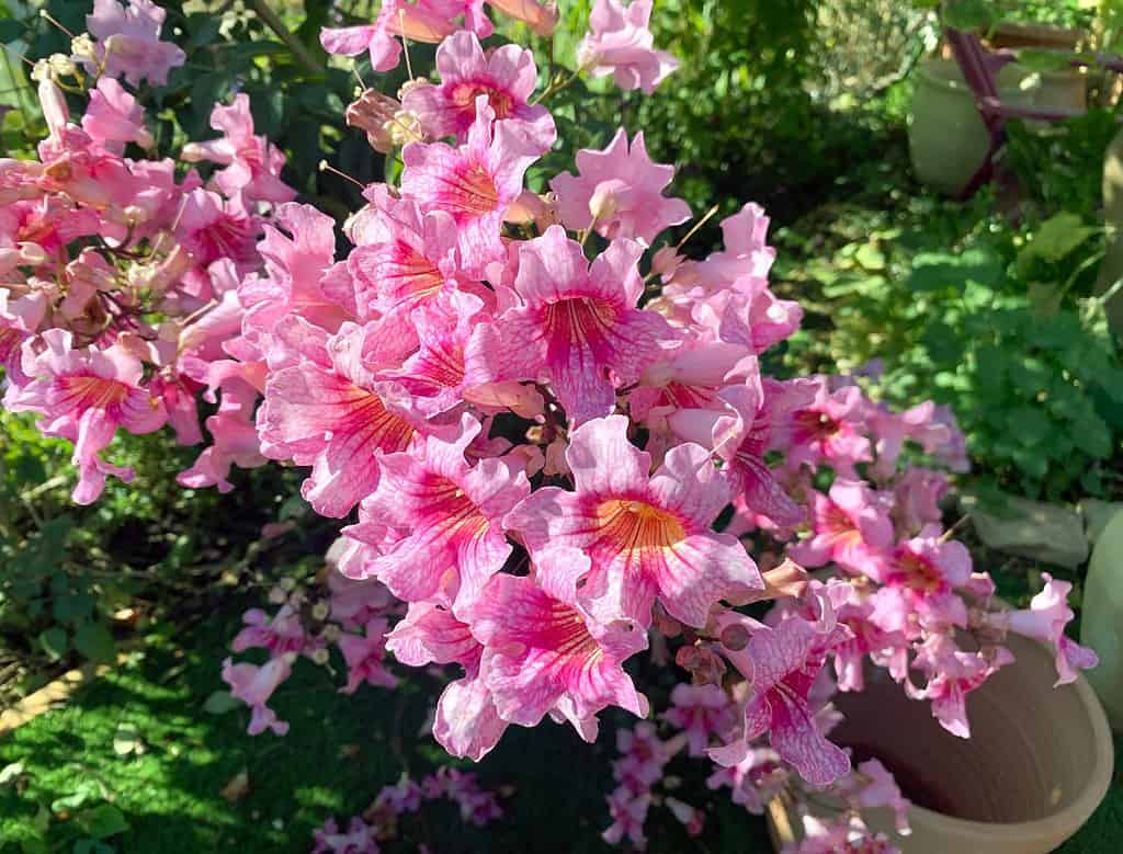 Liana legnosa sempreverde in fiore Podranea Ricasoli o trombetta rosa