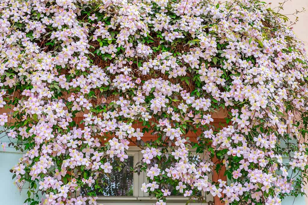 Clematis Montana Rose fiori vicino al muro di casa.  Bella fioritura lussureggiante Clematis sfondo fiorito.  Molti fiori di clematide con stami gialli in una giornata di sole.