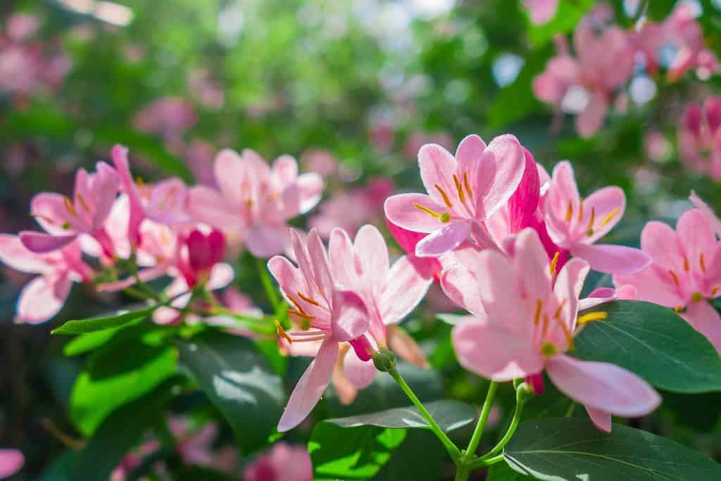 Rami verdi densi di caprifoglio con fiori e boccioli rosa in una luminosa giornata di sole.  Arbusto da fiore.  Messa a fuoco selettiva.  Sfondo sfocato.  Spazio per il testo.