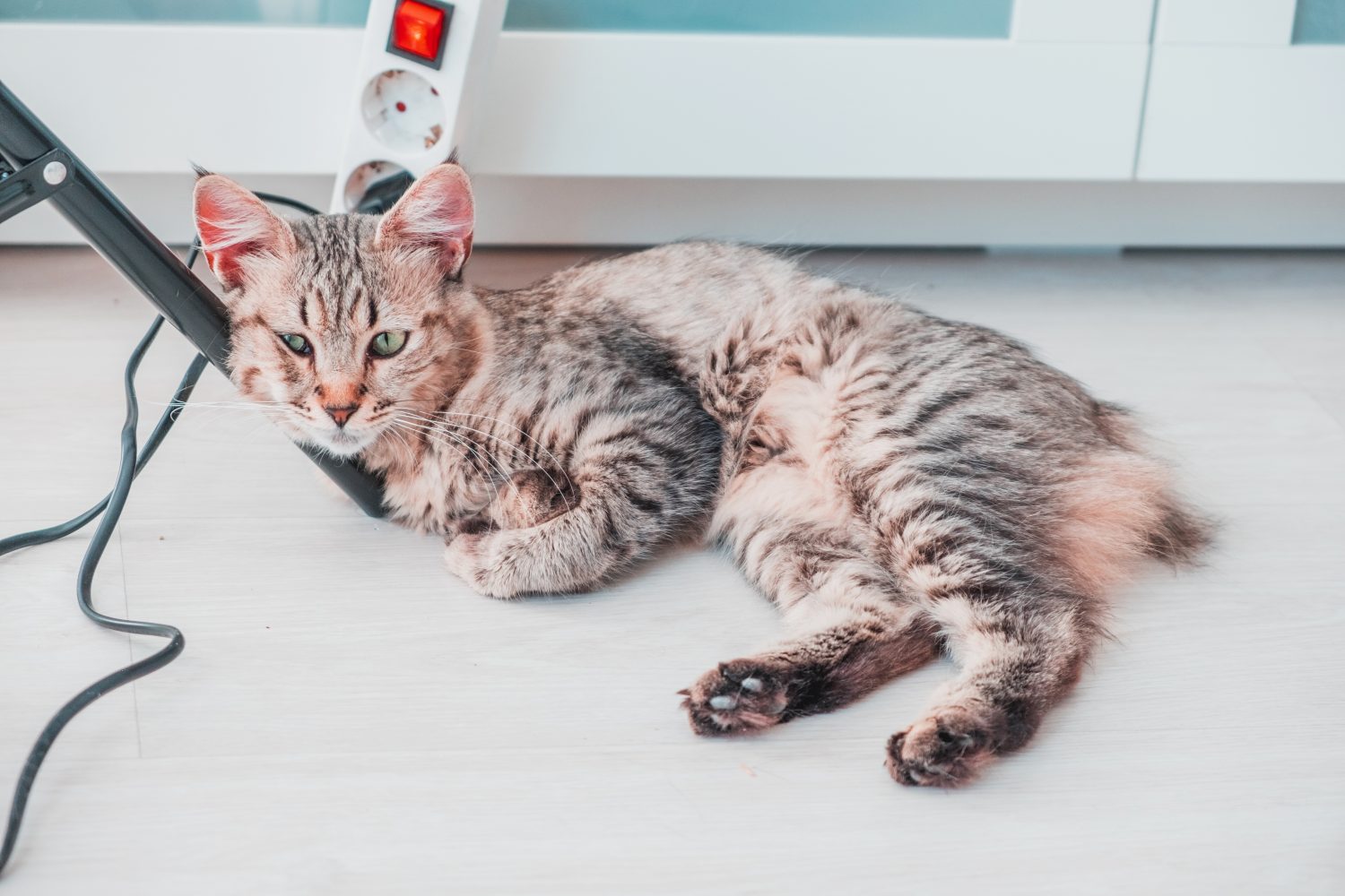 Il gatto sdraiato sulla gamba di un mobile della casa sembra divertito in attesa del suo giocattolo.  Felino della razza Pixie Bob.  Animale molto raro ed esotico imparentato con la lince iberica spagnola.  Riposa in pace.