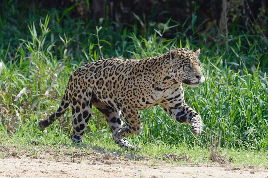 Jaguar maschio (Panthera onca) correndo e inseguendo, fiume Cuiaba, Pantanal, Mato Grosso, Brasile