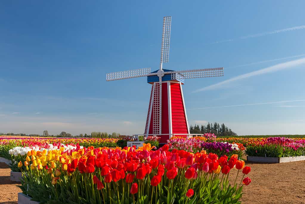 La fattoria dei tulipani con scarpe di legno a Woodburn Oregon.
