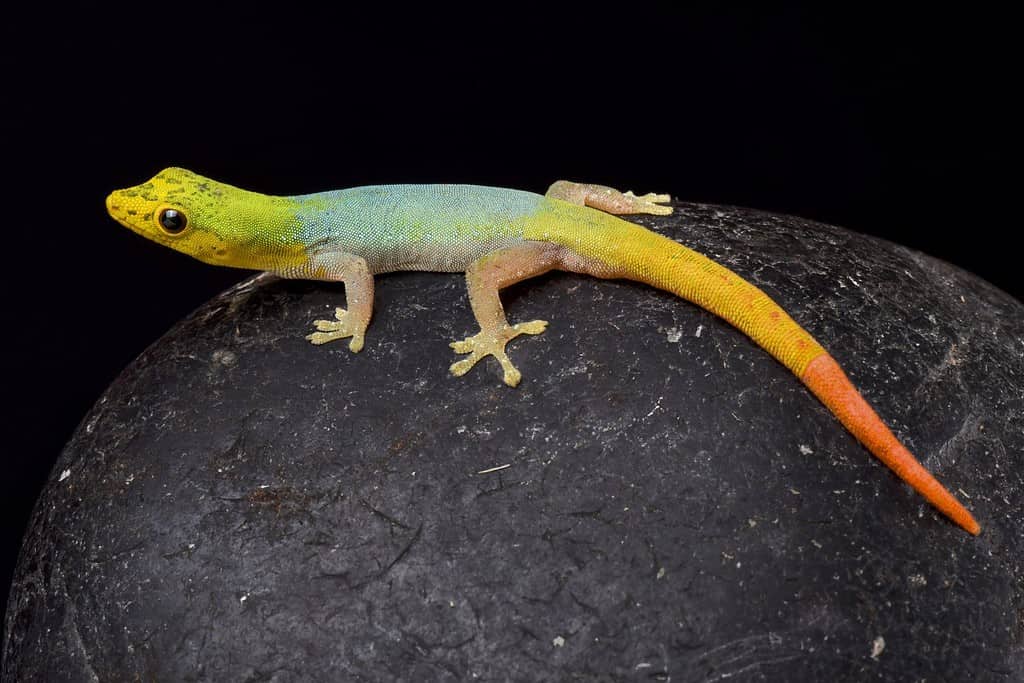 Geco nano del Camerun (Lygodactylus conraui)