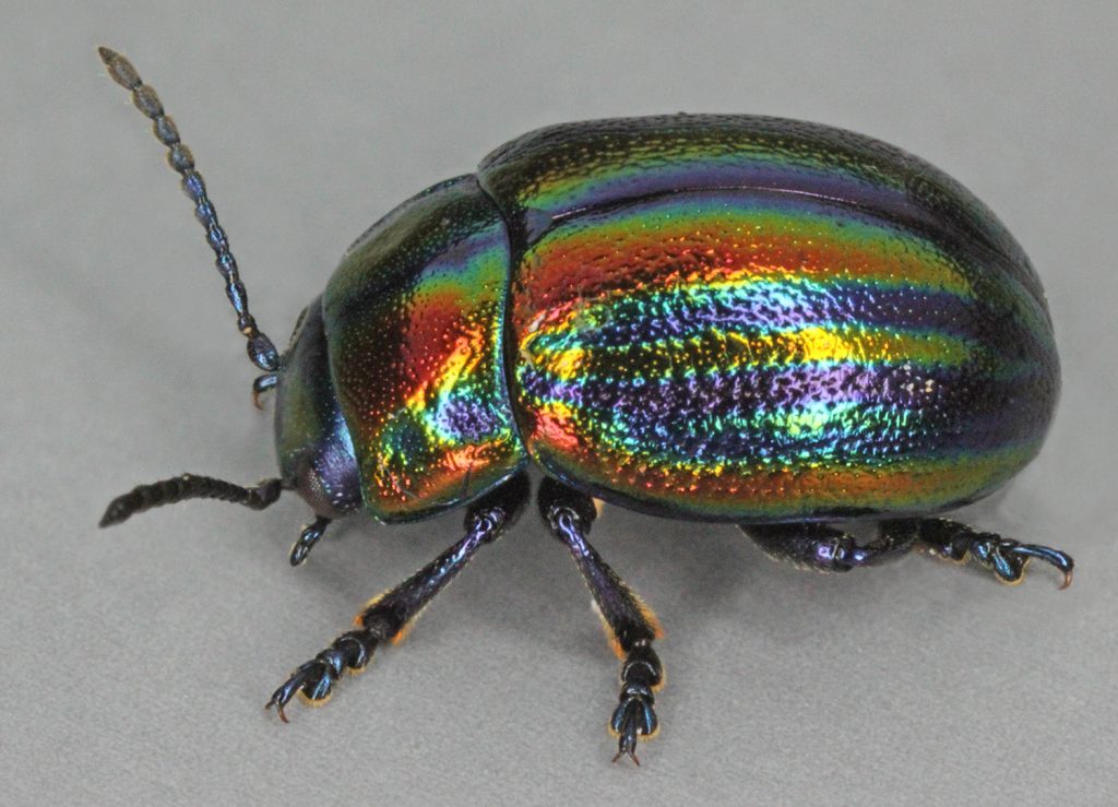 Scarabeo arcobaleno, noto anche come scarabeo Snowdon