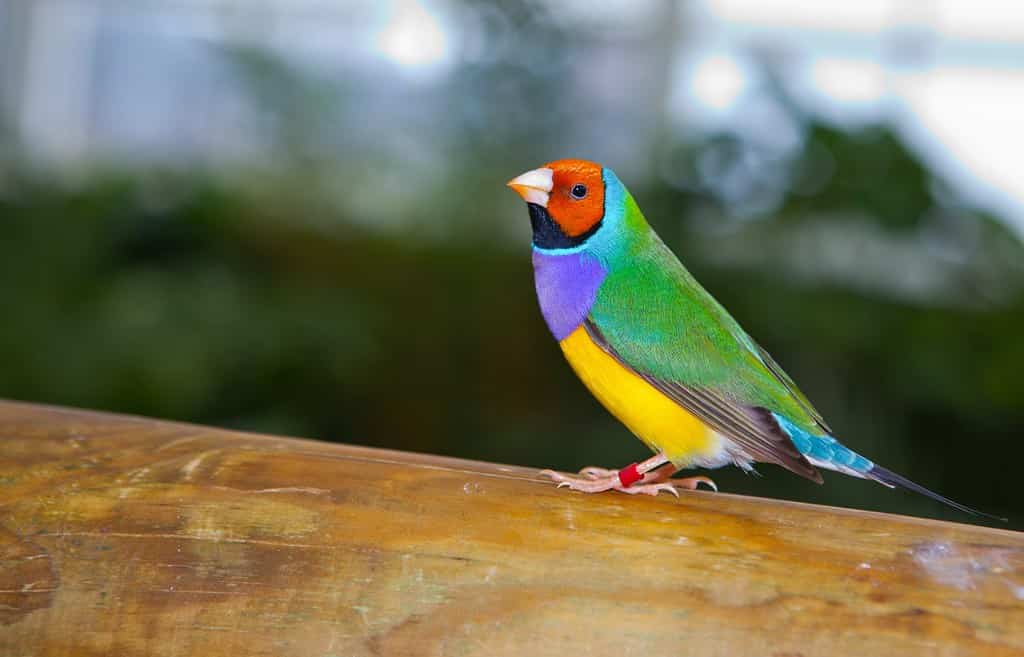 Fringuello maschio di Gould dalla testa rossa e dal petto viola.  Nome scientifico Erythrura, Chloebia gouldiae