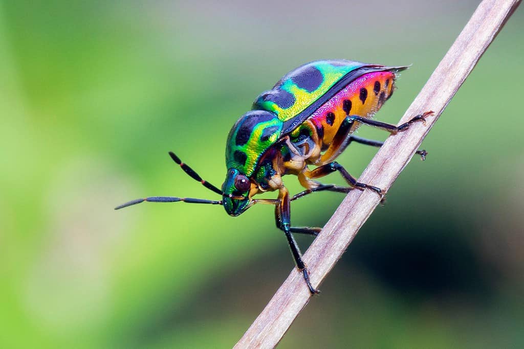 Bellissimo scarabeo gioiello.  Bug gioiello o bug scudo metallico.