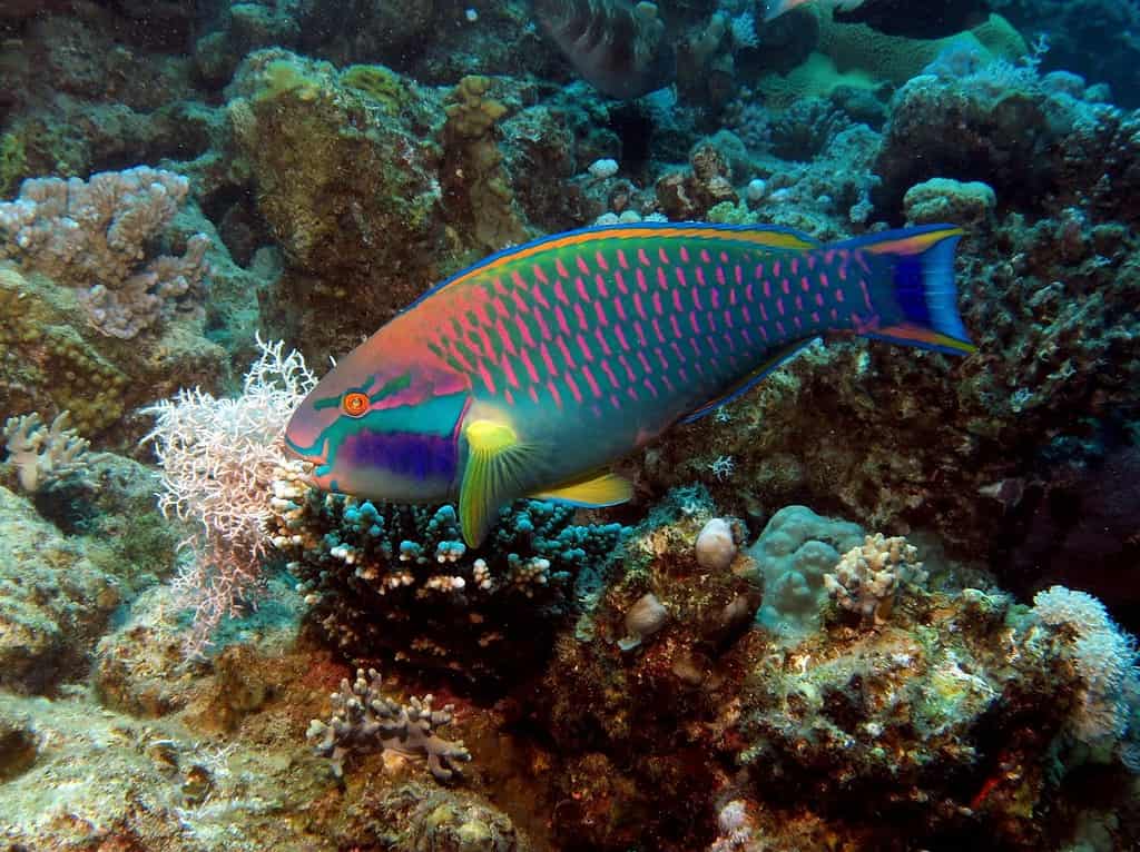 Pesci pappagallo colorati sulla barriera corallina