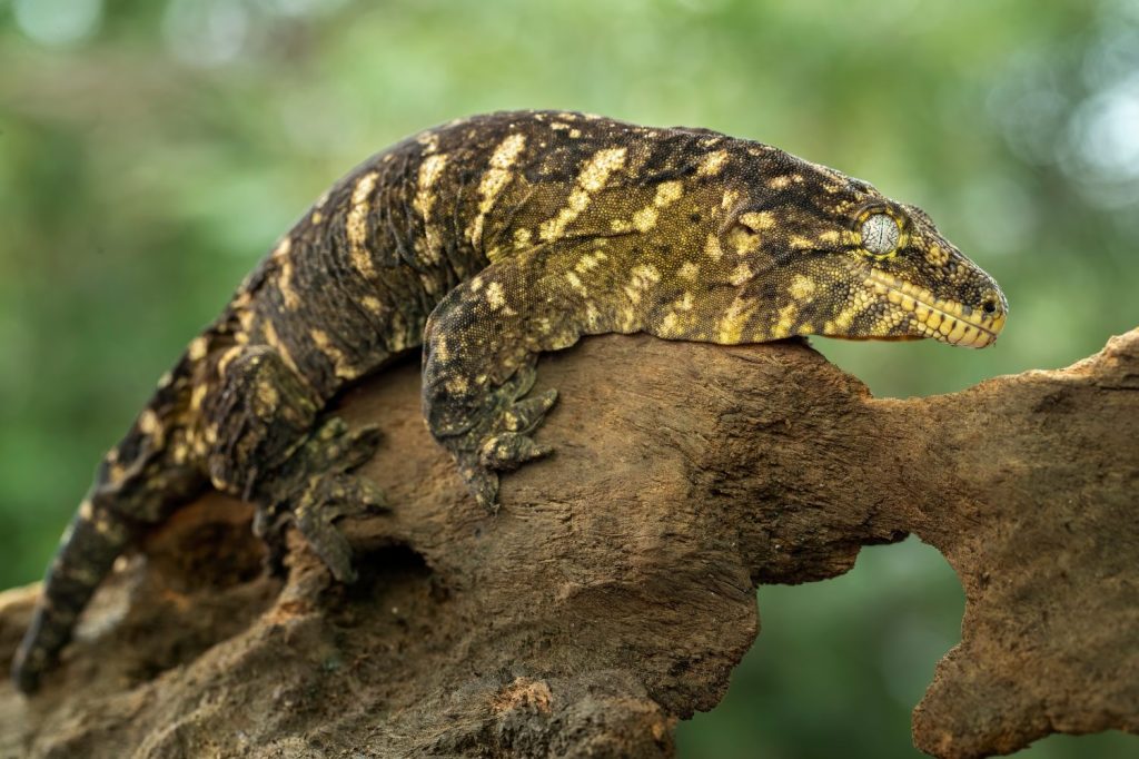 Il geco Leachie (Rhacodactylus leachianus) è la più grande specie vivente di geco e originaria della Nuova Caledonia.
