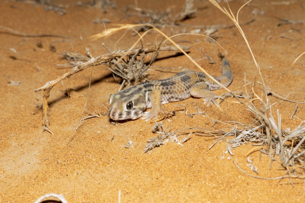 Geco persiano delle meraviglie (Teratoscincus keyserlingii), o geco gigante dagli occhi di rana negli Emirati Arabi Uniti di notte