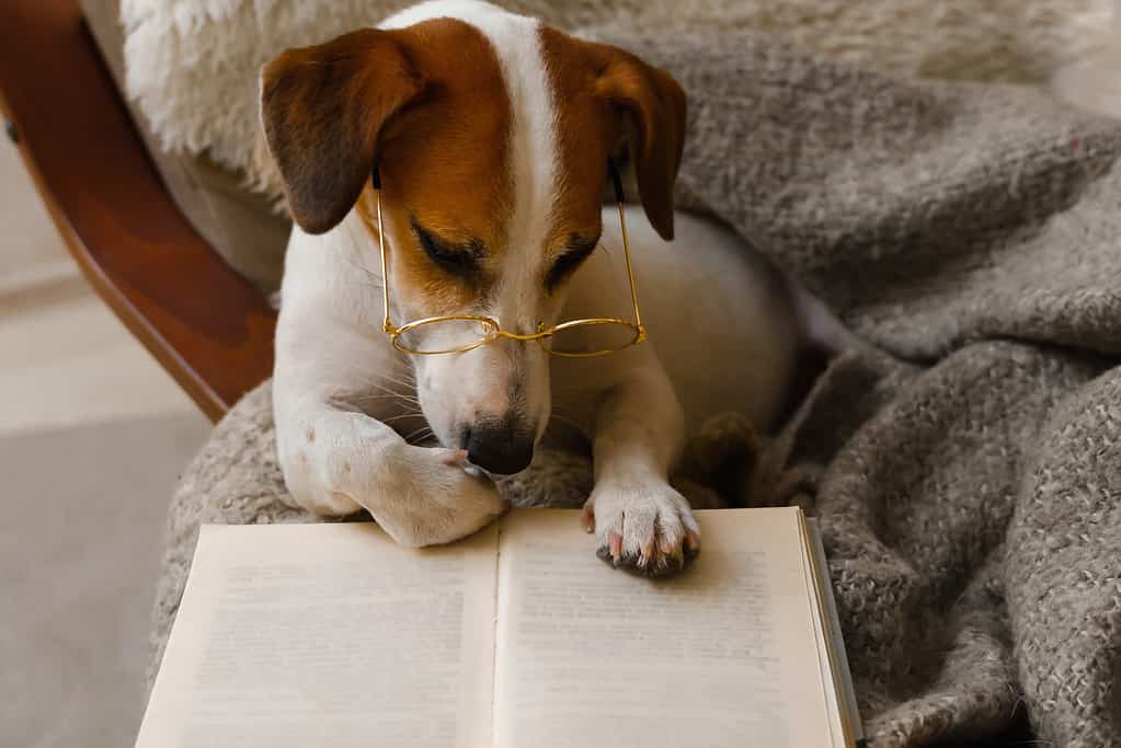Cane intelligente con gli occhiali, seduto con un libro su una sedia.