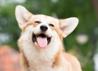 Il cane Corgi sorride e felice nella giornata di sole estivo