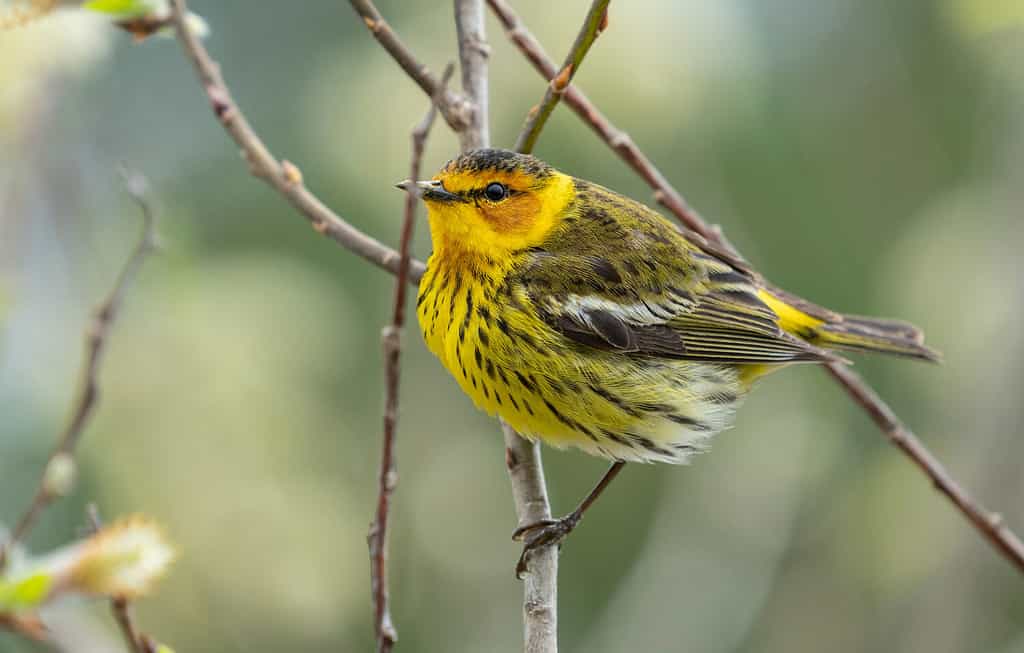 Diverse specie di warblers, come la warbler di Cape May, si godono uno spuntino a base di gelatina d'uva.