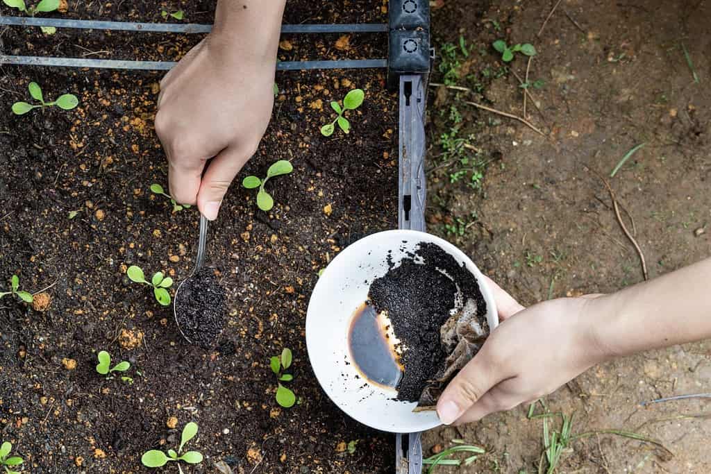 Vista dall'alto dei fondi di caffè aggiunti alla pianta di verdure per bambini come fertilizzante organico naturale ricco di azoto per la crescita