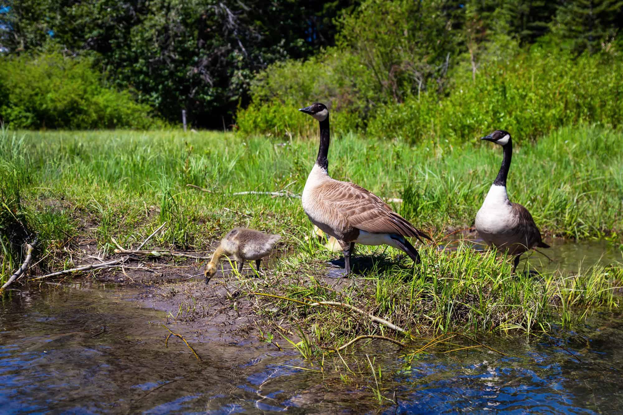 Alberta, Animale, Fauna selvatica, Animali allo stato selvatico, Banff