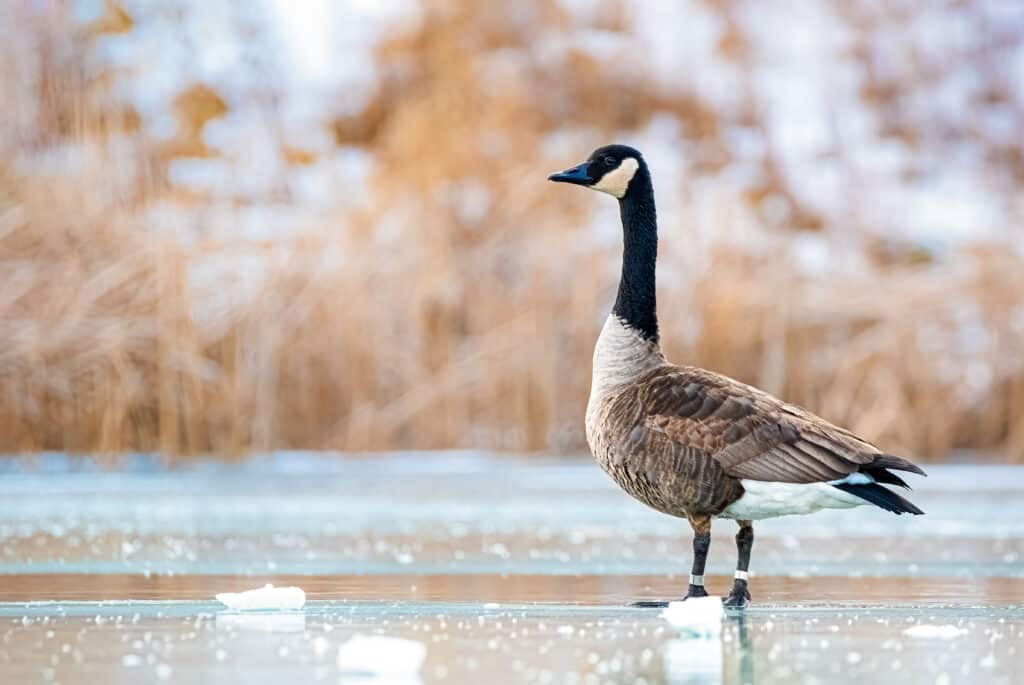 Un'oca canadese, nell'inquadratura a destra, guardando a sinistra, è in piedi con le ali ripiegate sul ghiaccio, in uno stagno/lago ghiacciato.  L'oca è prevalentemente di colore grigio/tortora con un lungo collo scuro e una gola bianca.  I suoi piedi non sono visibili.