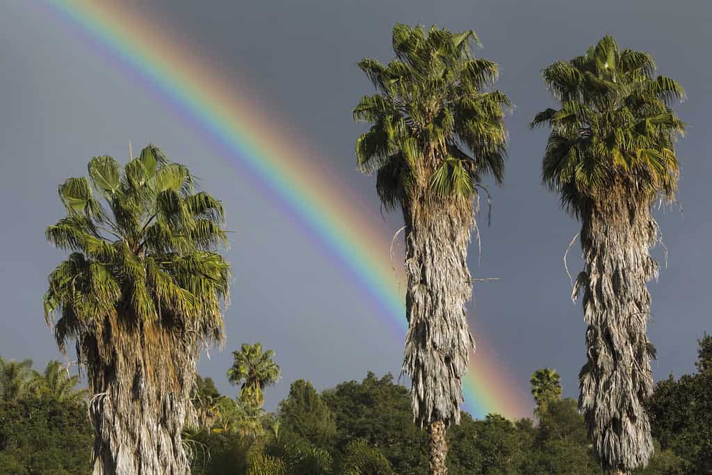 Oak View, California, USA, 1 marzo 2015, pieno arcobaleno durante la tempesta di pioggia nella valle di Ojai, con palme