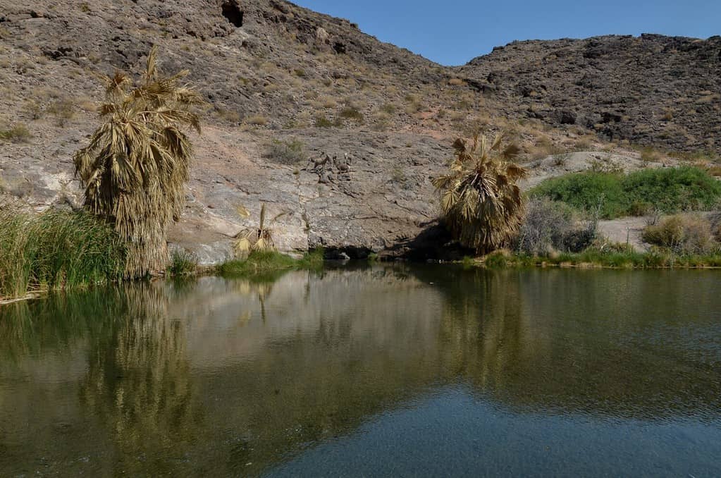 Pecora bighorn del deserto (Ovis canadensis nelsoni) e palme a ventaglio (Washingtonia filifera) vicino a Rogers Spring (area ricreativa nazionale di Lake Mead, Nevada, USA)