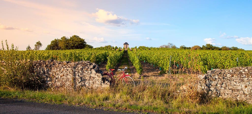 Vecchia bici rossa nei vigneti in Francia.