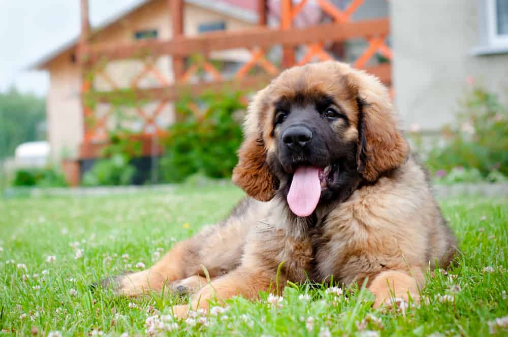 Cucciolo di Leonberger che riposa nel cortile