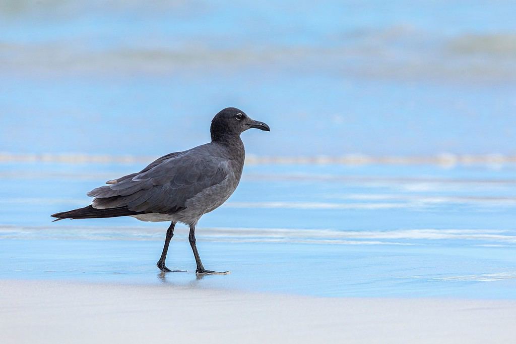 Gabbiano di lava (Larus fuliginosus) in riva al mare nelle sabbie bianche delle Galapagos.  Gaviota de lava o fuliginosa.