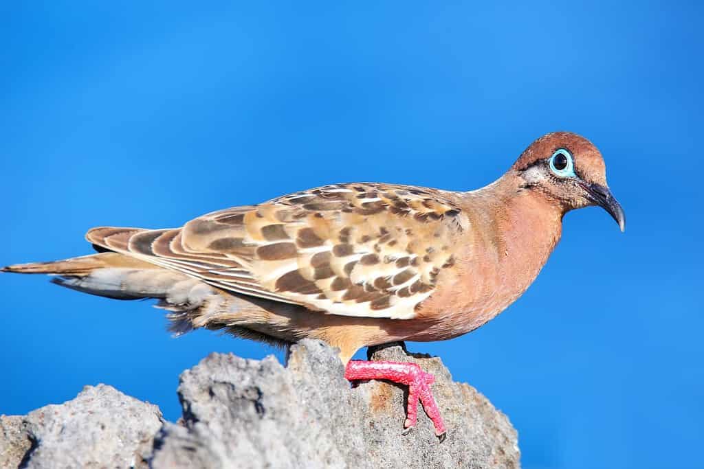 Colomba delle Galapagos (Zenaida galapagoensis) sull'Isola di Espanola, Parco Nazionale delle Galapagos, Ecuador.  È endemico delle Galapagos.