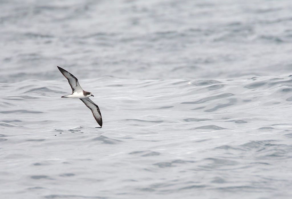 Petrel delle Galapagos (Pterodroma phaeopygia) in grave pericolo di estinzione in volo sull'oceano Pacifico al largo della costa peruviana.