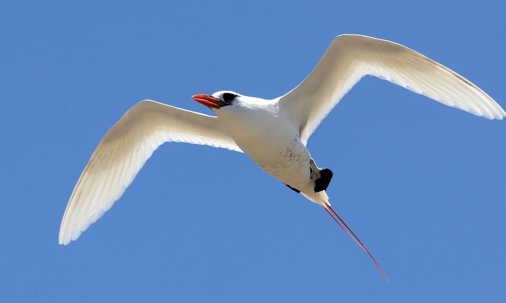 Tropicbird dalla coda rossa (Phaethon rubricauda) adulto in volo contro un cielo blu