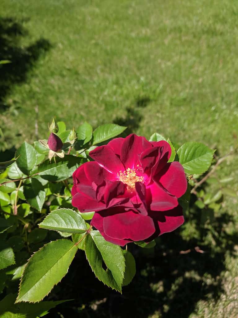 La rosa inglese della nuova Gran Bretagna, nel Connecticut