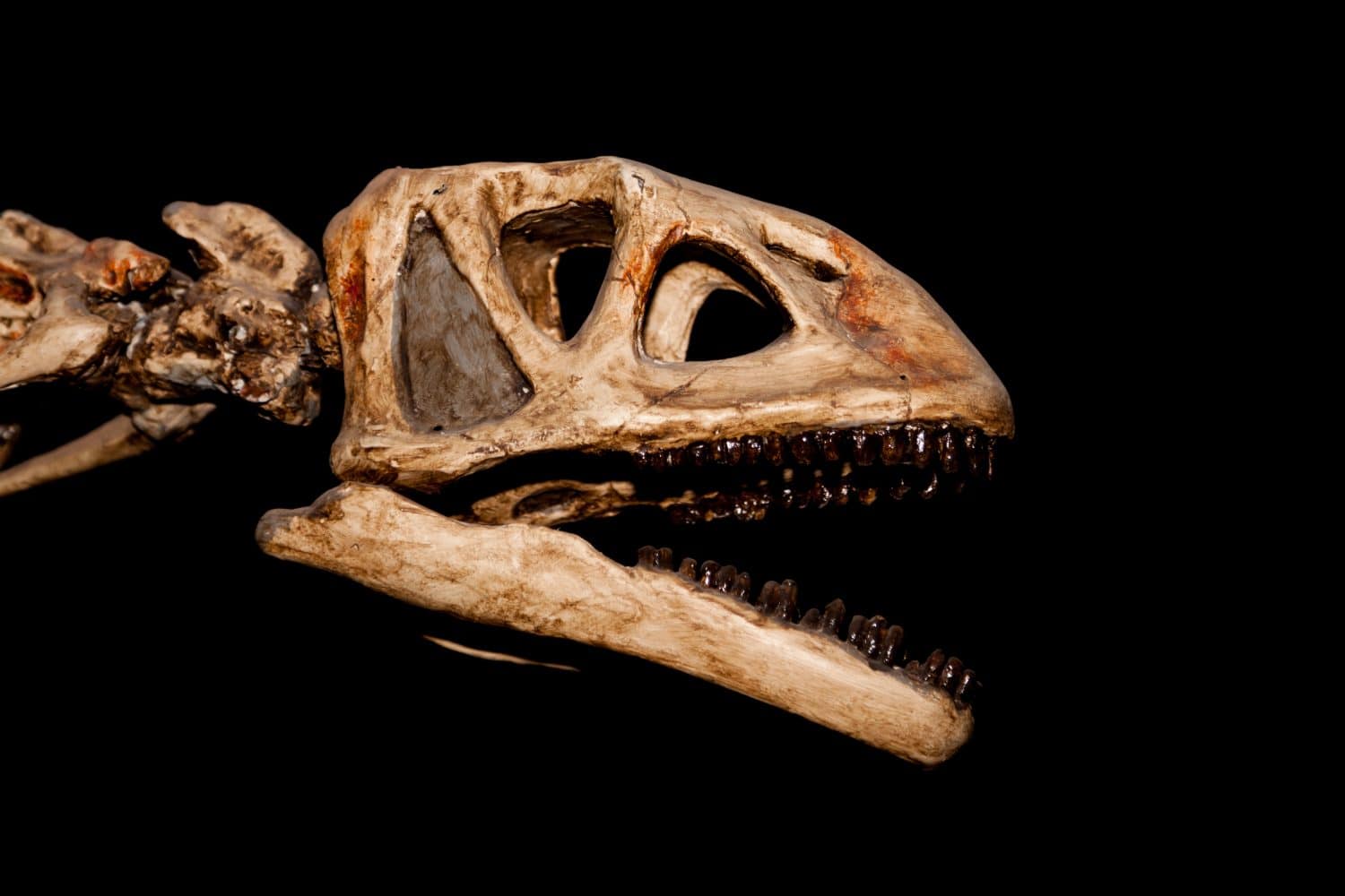 Lo scheletro di una spaventosa testa di dinosauro di grandi dimensioni con la bocca aperta isolata su uno sfondo nero.