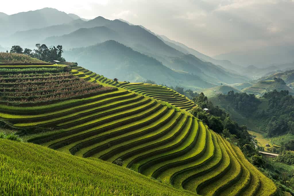 Campi di riso terrazzati di Mu Cang Chai, YenBai, Vietnam