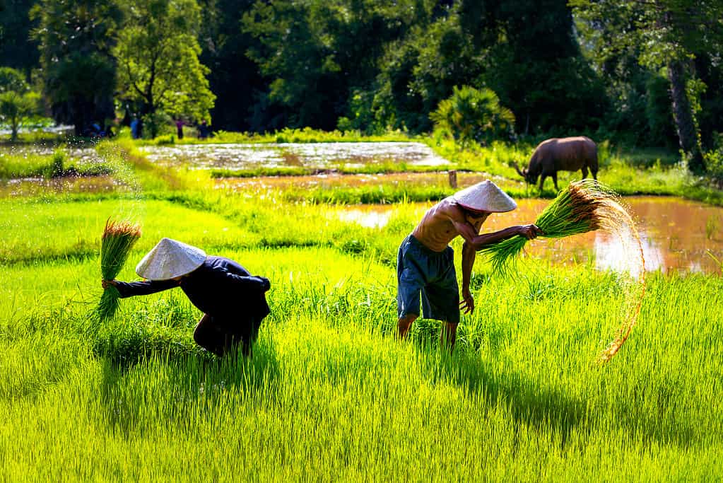 Stile di vita del concetto asiatico.  Contadini che coltivano su prati terrazzati.  Contadini che scuotono il terreno dalle piantine di riso gelsomino.  La campagna del campo di riso Thailandia