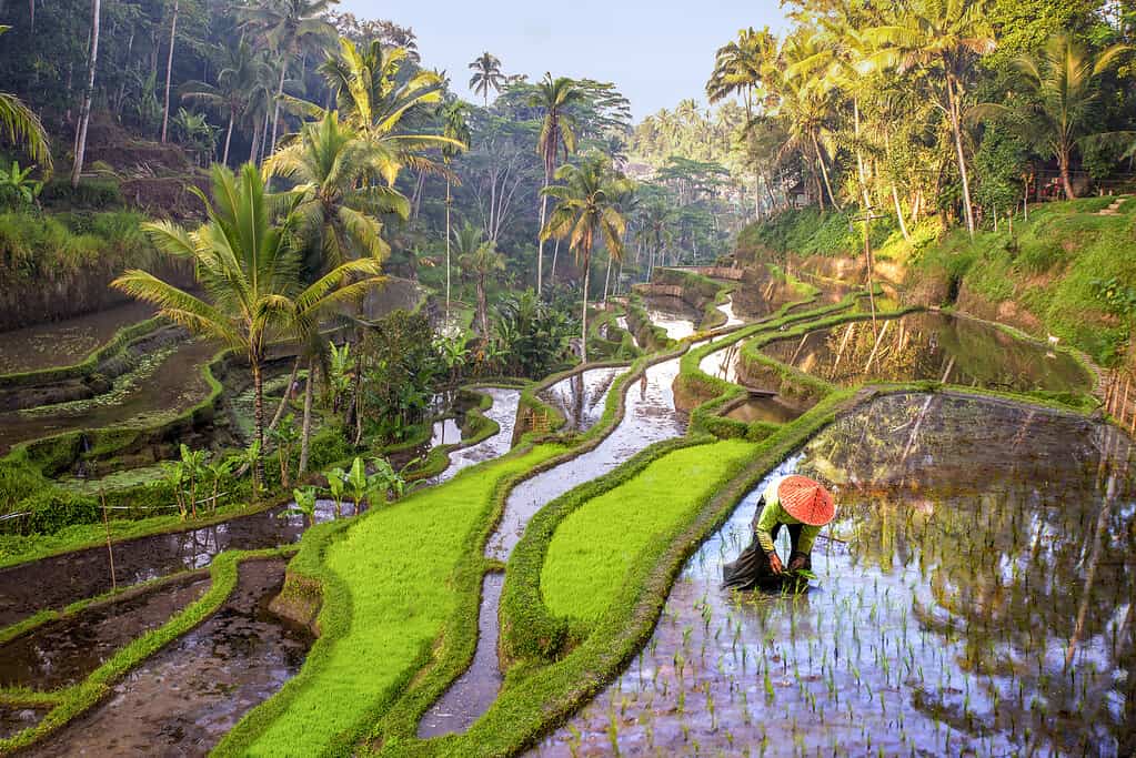 Lavoratori nei campi di riso in Indonesia