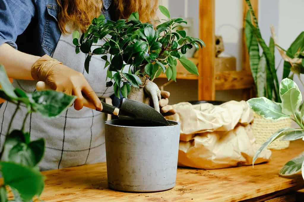 Trapianto di pianta d'appartamento ficus ginseng.  La donna riempie il vaso di fiori con terriccio.  Piante d'appartamento in crescita, concetto di piante curative.