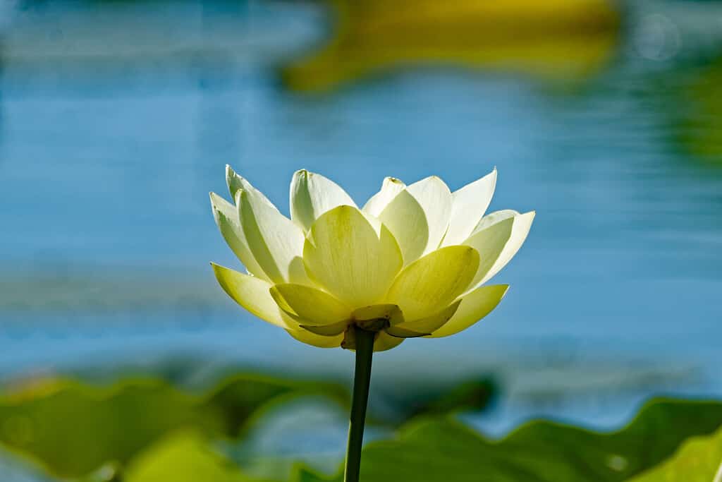 Un loto americano sboccia sopra un lago.  Questi fiori sono originari dell'America e possono essere trovati ricoprendo laghi e stagni tranquilli durante i mesi estivi.