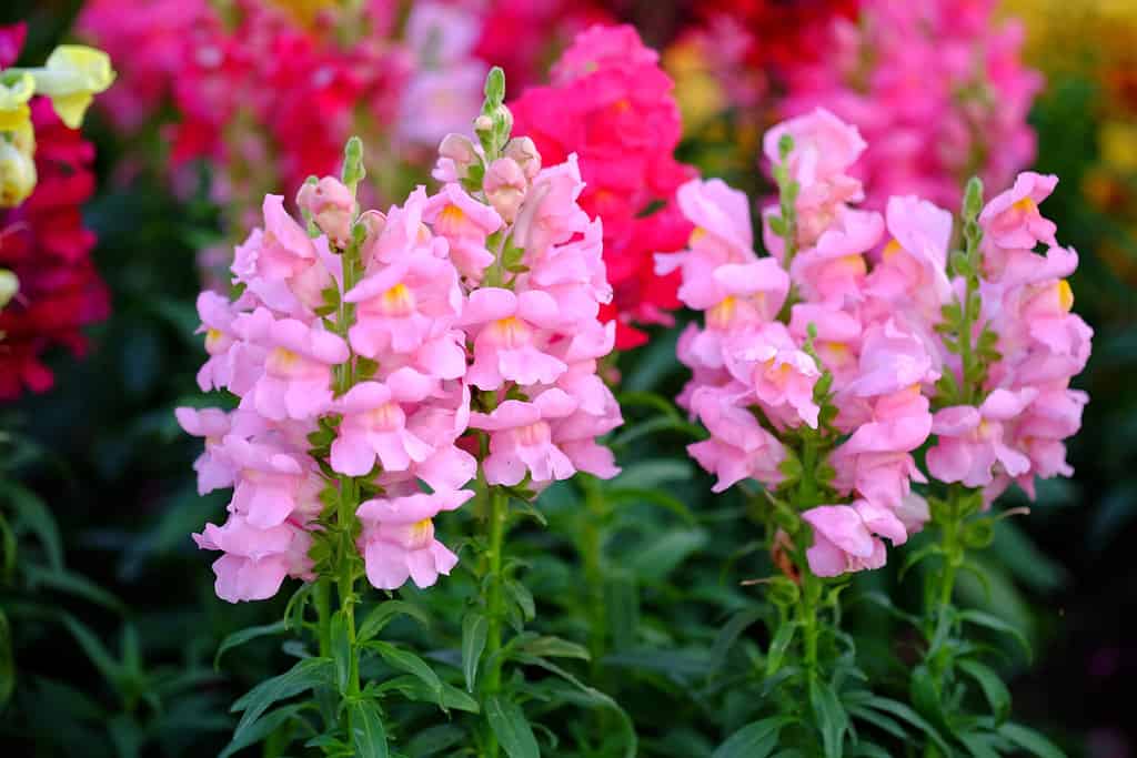 Fiori ping nel giardino chiamati Snapdragon o Antirrhinum majus o Bunny Rabbits.