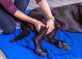 Cane in terapia per un ginocchio infortunato